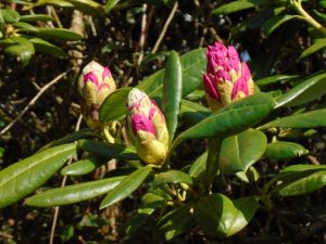 flowering