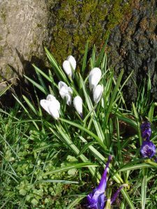 crocus